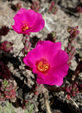 Image of Portulaca gilliesii Hook.