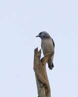 Image of Ashy Wood Swallow