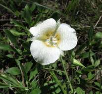 Image of pointedtip mariposa lily