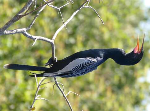 Image of Anhinga