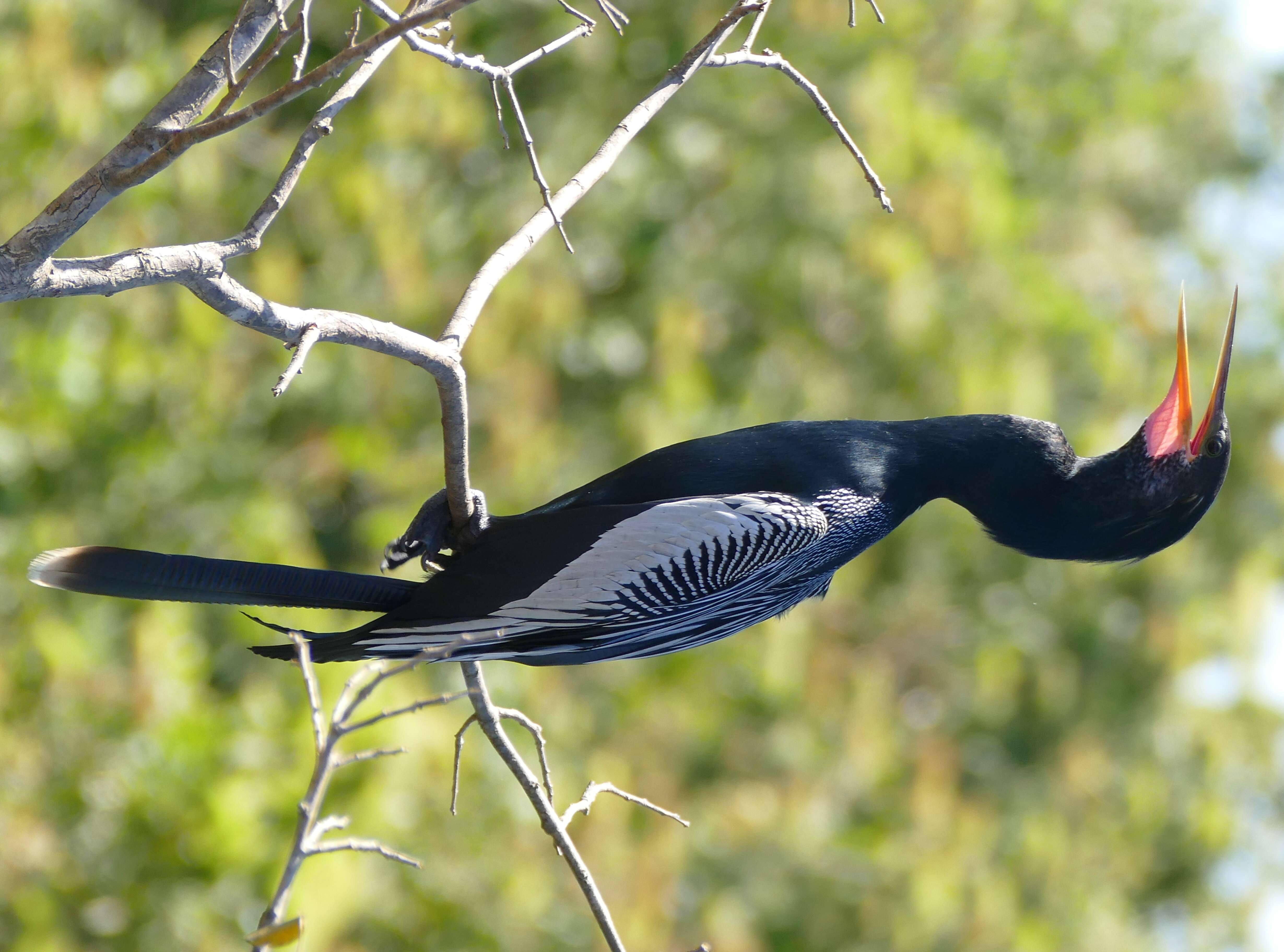 Image of anhingas and darters