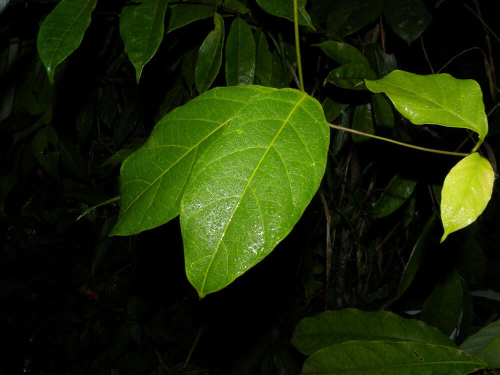 Image de Prestonia longifolia (Sessé & Moç.) J. F. Morales