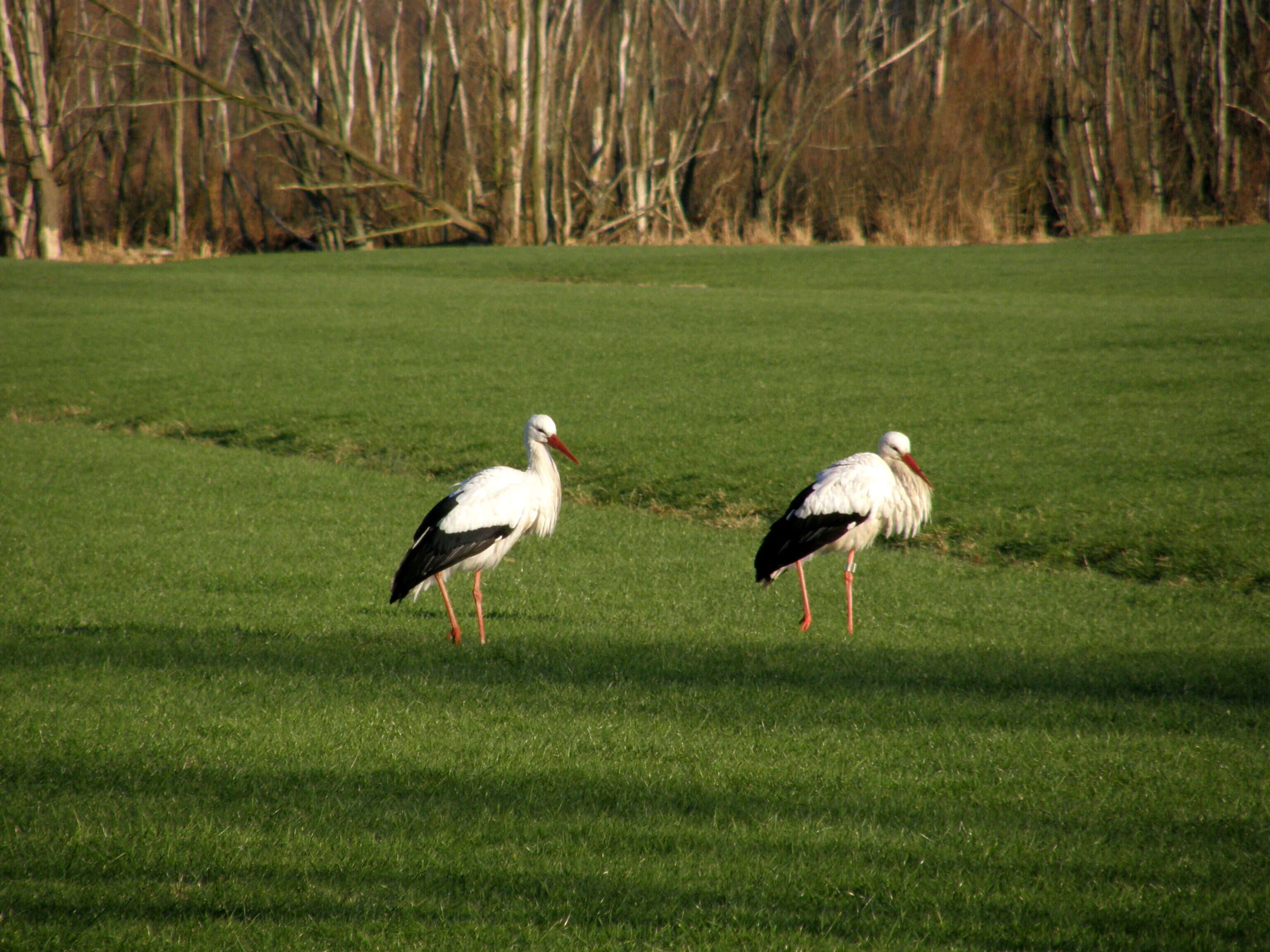 Image of White Stork