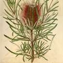 Image of Banksia occidentalis R. Br.