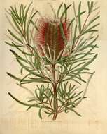 Image of banksia