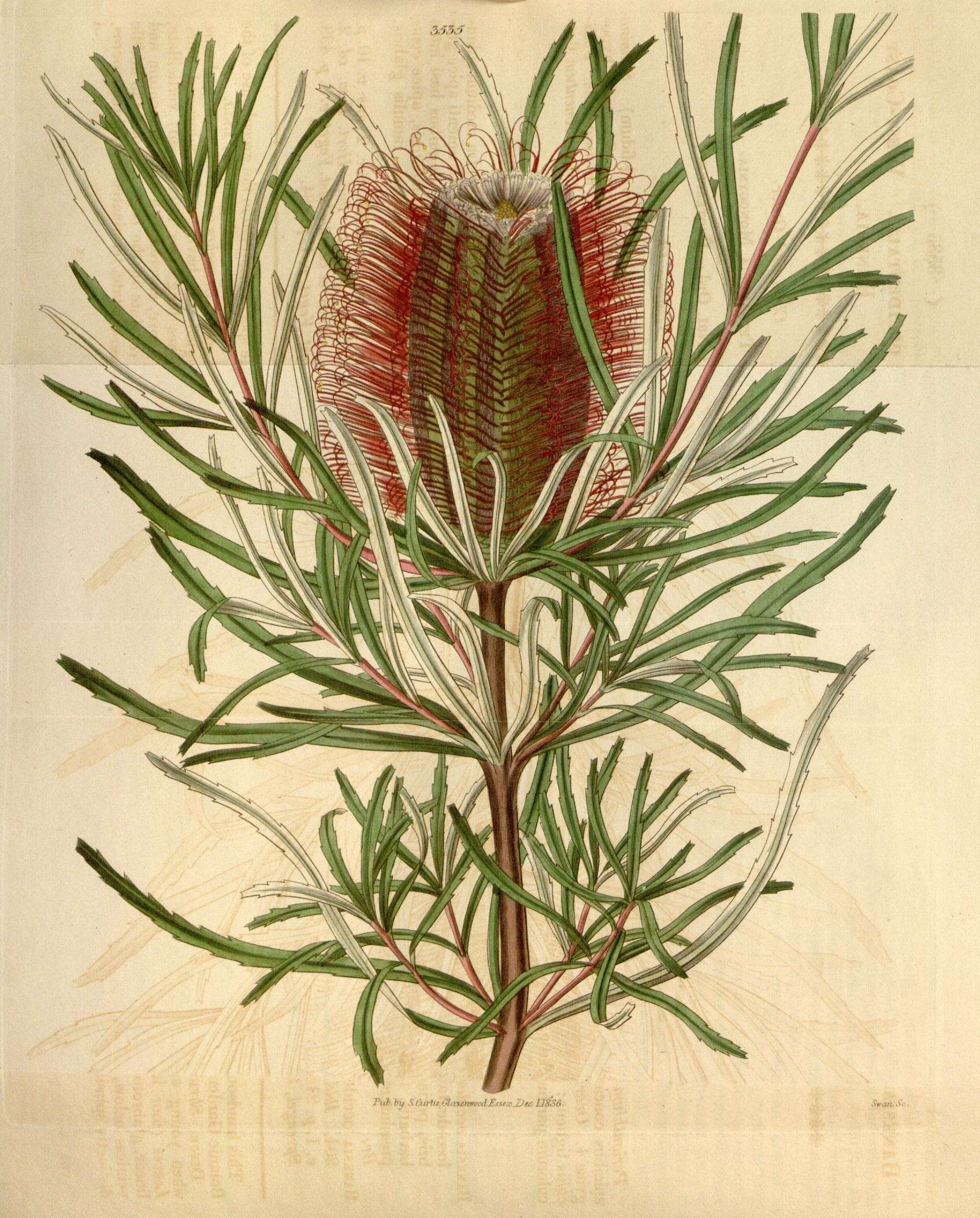 Image of banksia