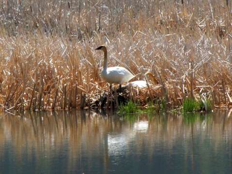 Image of Swan