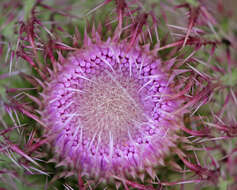 Image of yellow thistle