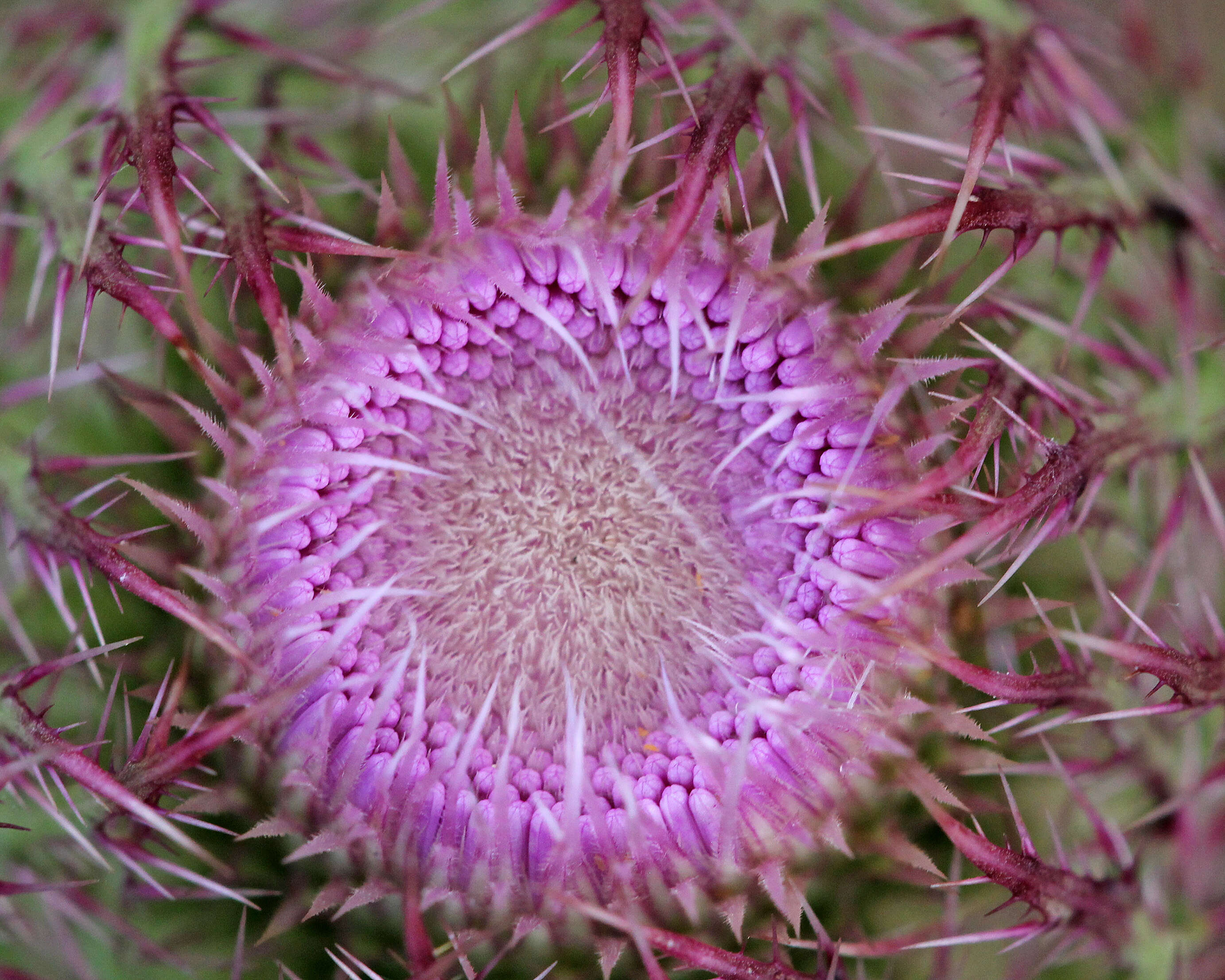 صورة Cirsium horridulum Michx.