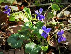 Image of sweet violet