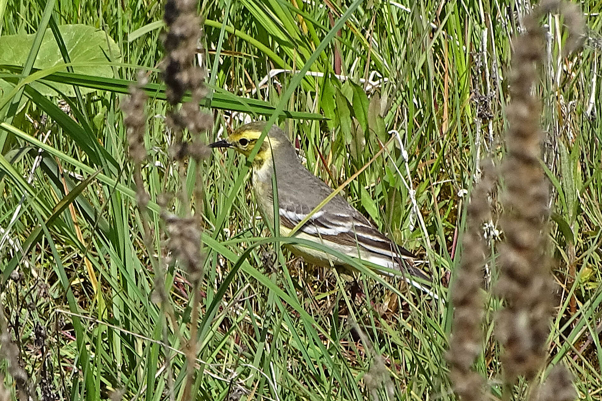 Image of Motacilla Linnaeus 1758