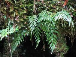 Image of Asplenium bulbiferum Forst.