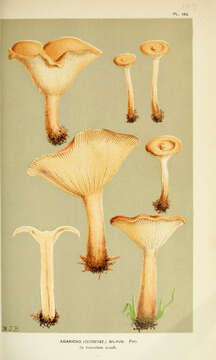 Image of Agaricus gilvus Schaeff. 1774