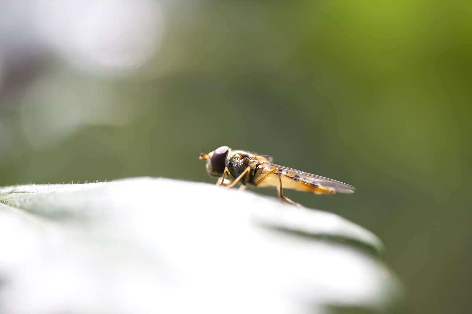 Image of Common Banded Hoverfly