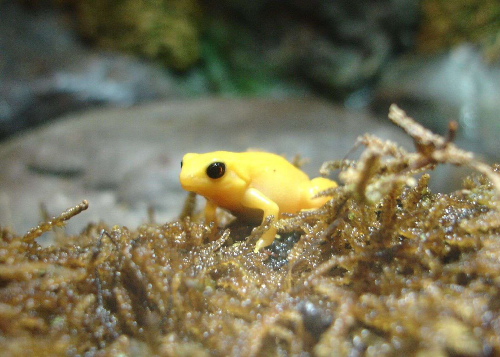 Image of Ginger Tree Frog