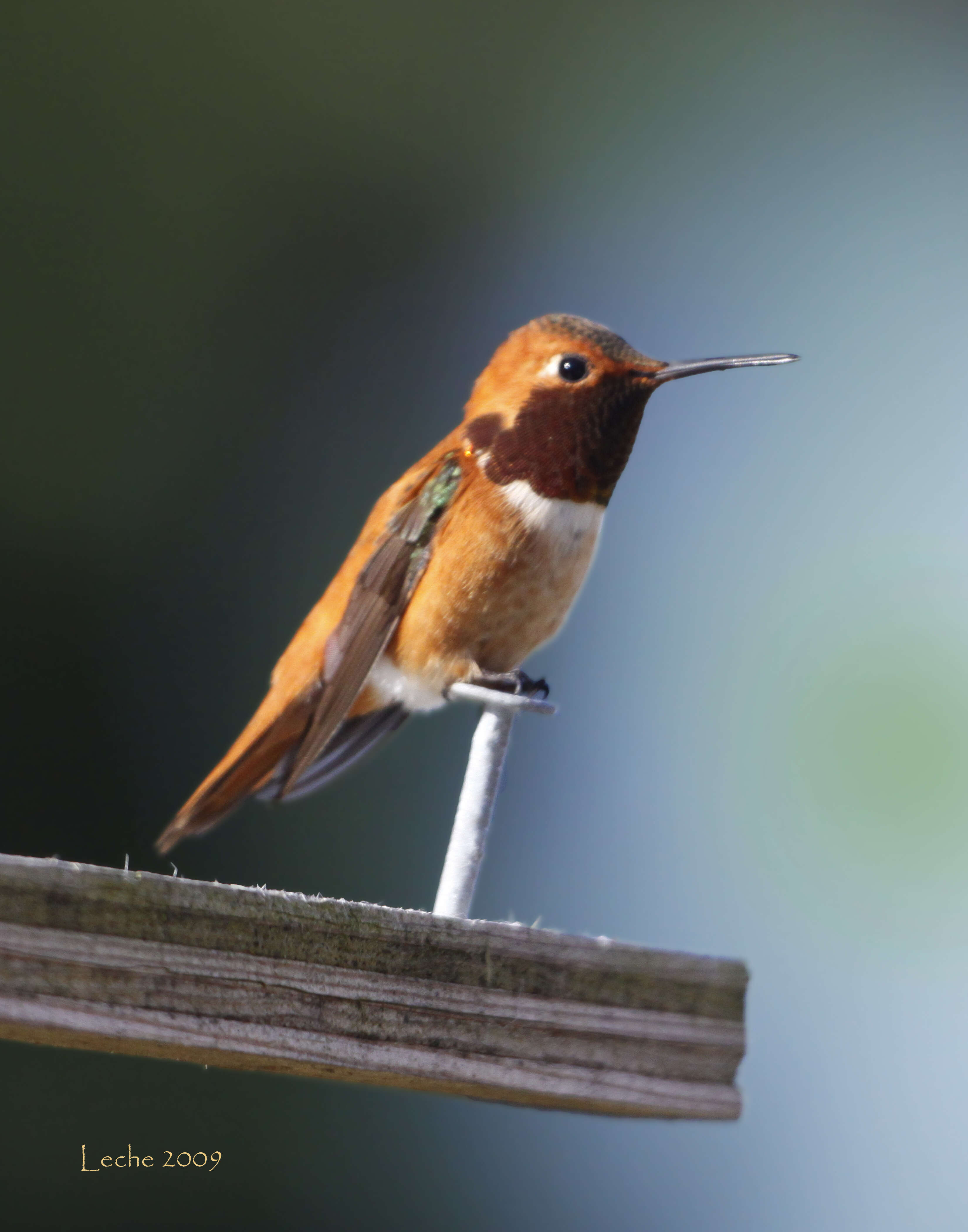 Image of Rufous Hummingbird