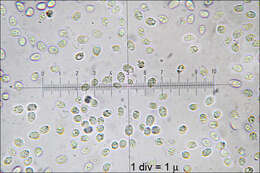 Image of Climacocystis