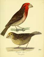 Image of Chaunoproctus Pearce 1906