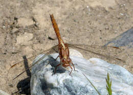 Image of Epaulet Skimmer