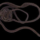 Image of bootlace worm