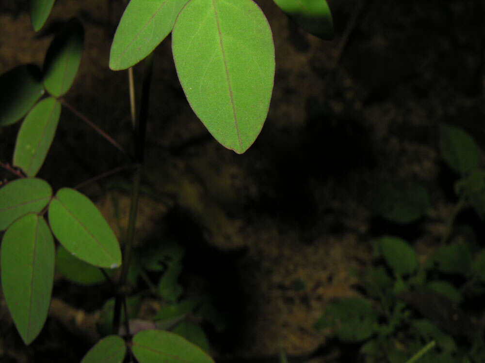 Image of Oxalis microcarpa Benth.