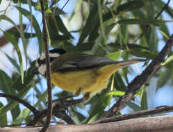 Image of Falcunculus frontatus frontatus (Latham 1801)