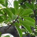 Image of Ficus saussureana A. P. DC.