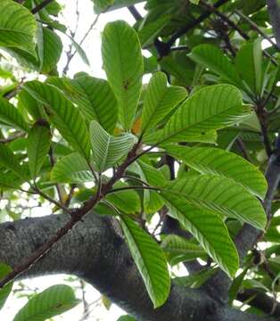 Image of Ficus saussureana A. P. DC.