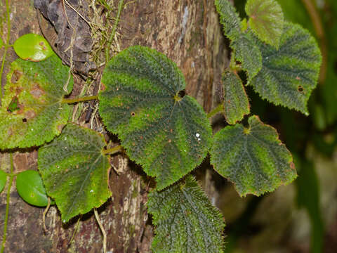 Слика од Begonia conipila Irmsch. ex Kiew