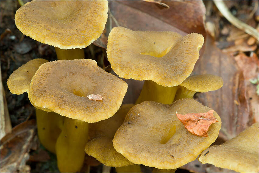 Image de Chanterelle en tube