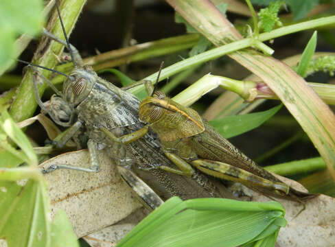 Image of egyptian grasshopper, tree locust