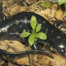 Image of Ambystoma tigrinum