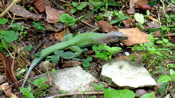 Image of Amazon Racerunner