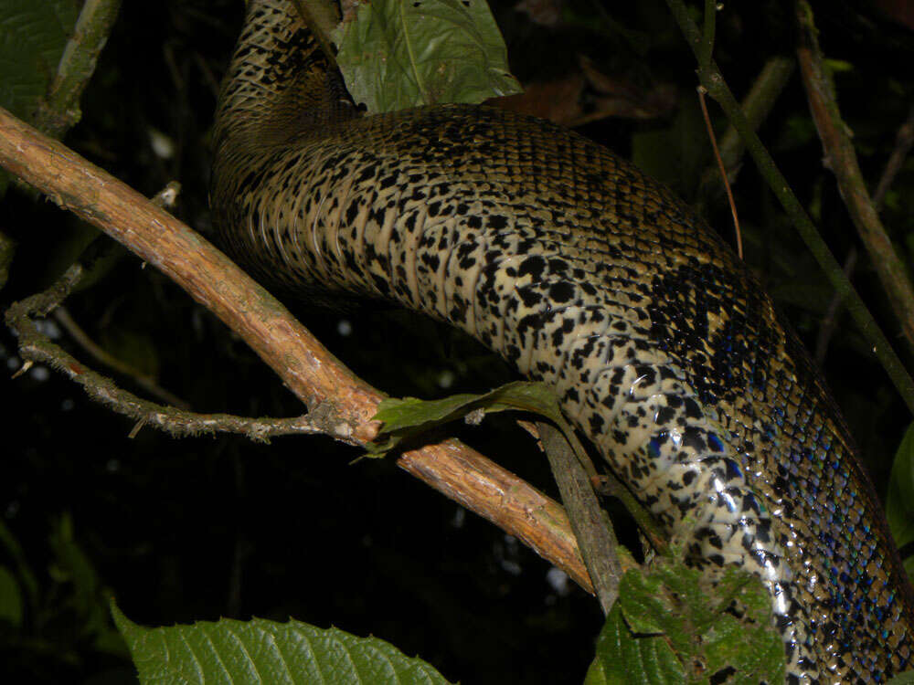 Boa constrictor Linnaeus 1758 resmi