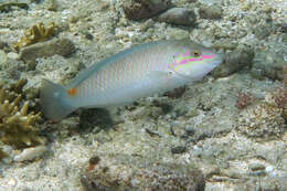 Image of Threespot wrasse