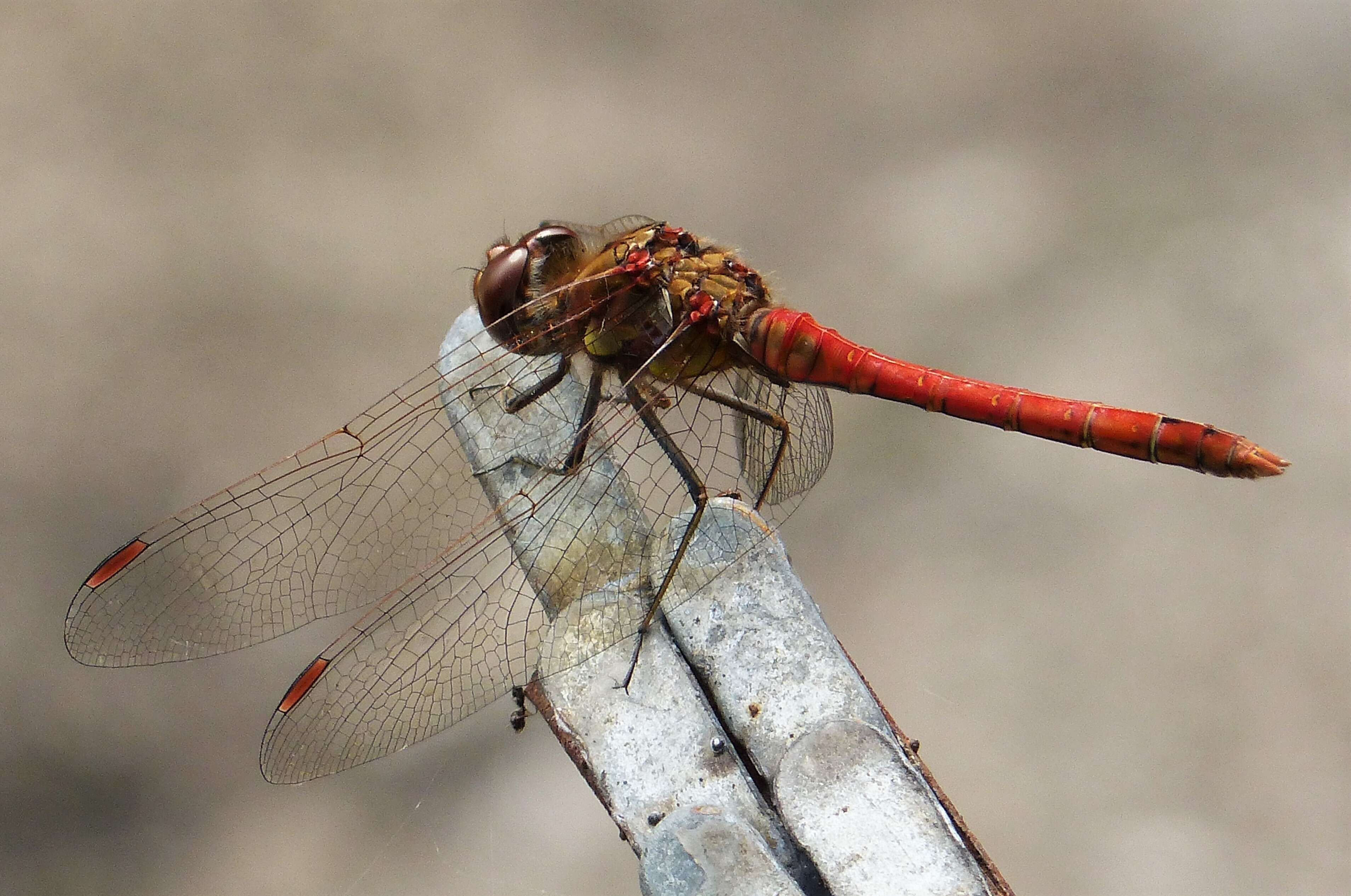 Image of Sympetrum Newman 1833