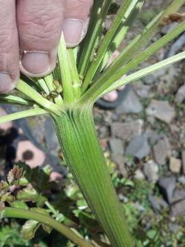 Image of angelica