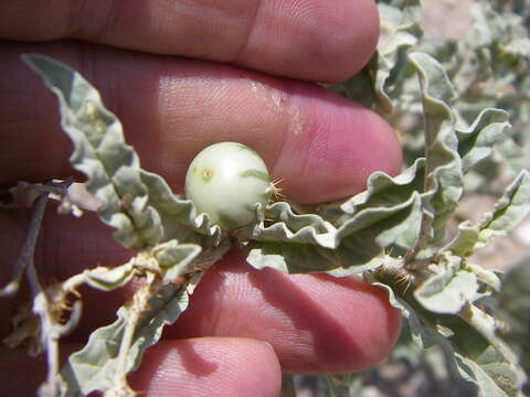 Imagem de Solanum elaeagnifolium Cav.