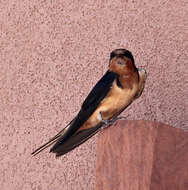 Image of Hirundo Linnaeus 1758