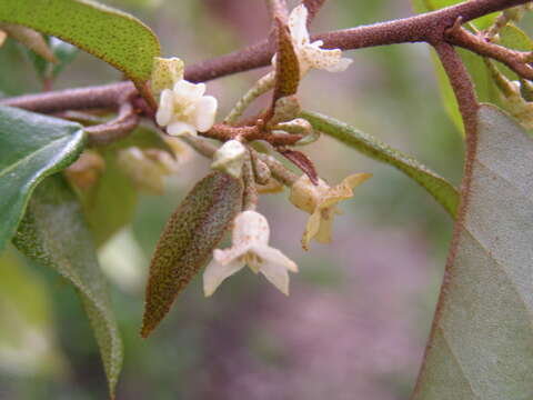 Image of Elaeagnus triflora Roxb.