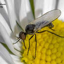 Image of Empis impennis Strobl 1902