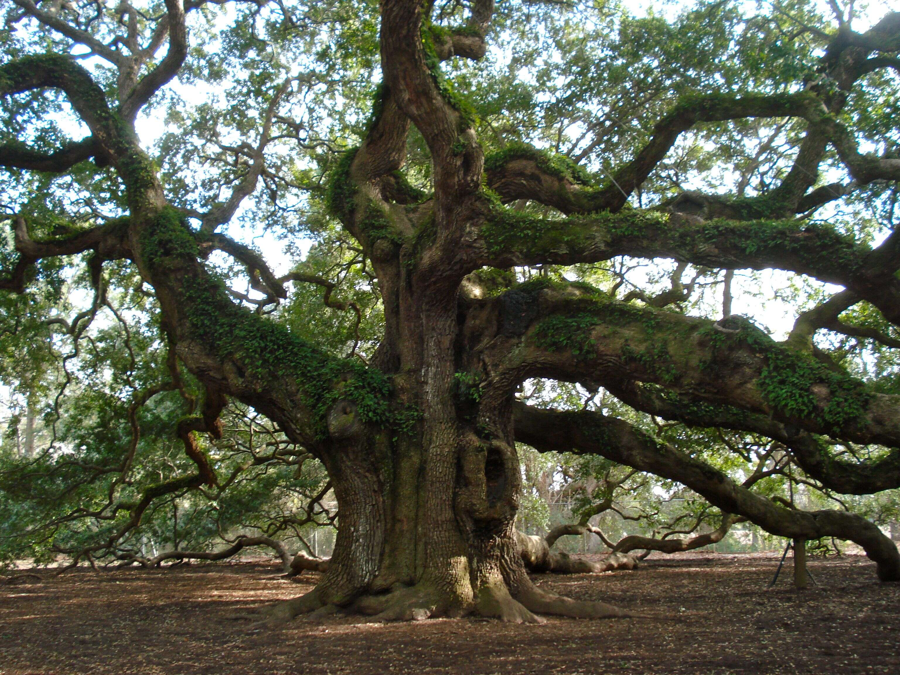 Image of Southern Live Oak