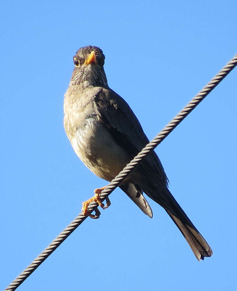 Imagem de Turdus falcklandii Quoy & Gaimard 1824