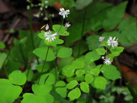 Image de Thalictrum clavatum DC.