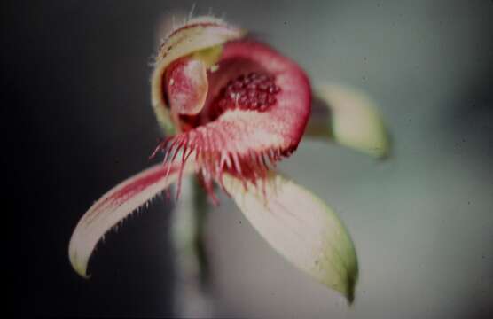 Image of Dancing spider orchid
