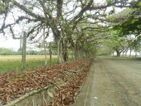 Ficus crocata (Miq.) Mart. ex Miq.的圖片