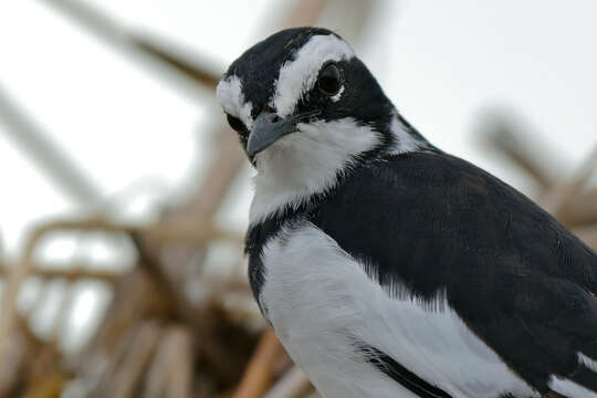 Image of African Pied Wagtail