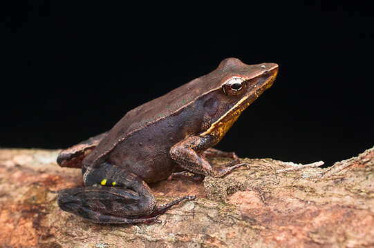 Image of Warszewitsch's Frog