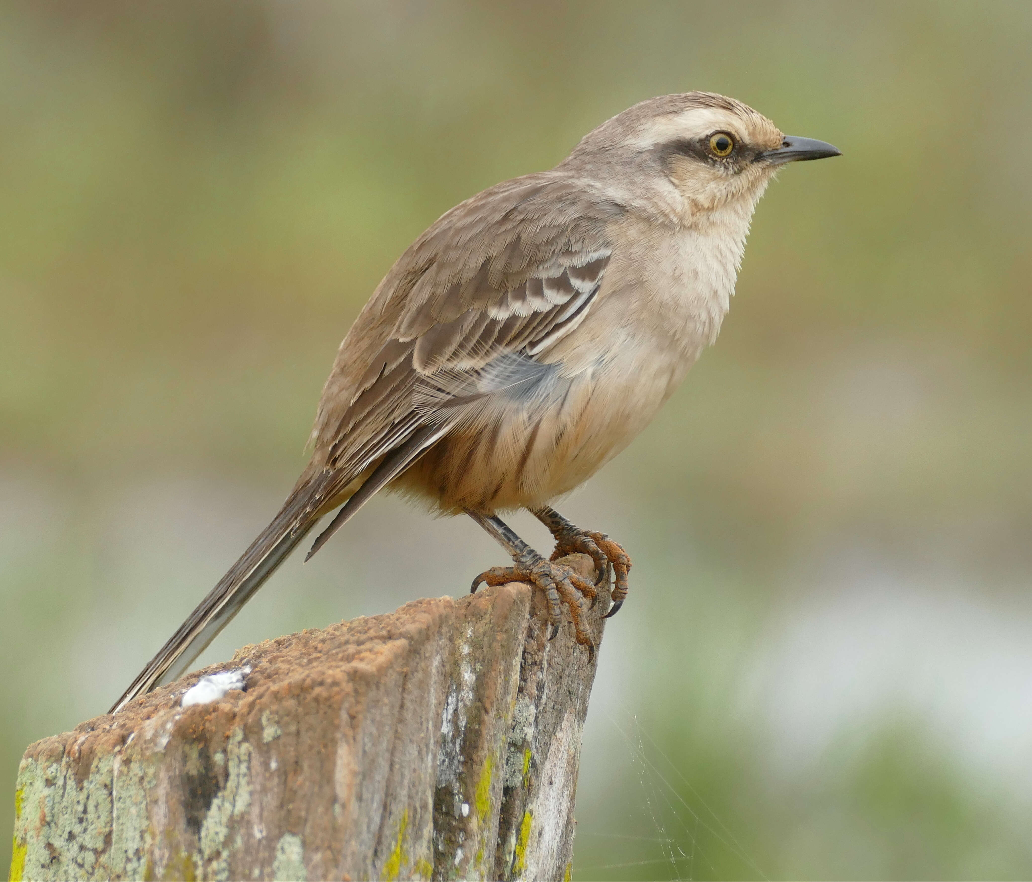 Image of Mimus Boie & F 1826