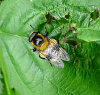 Volucella bombylans (Linnaeus 1758) resmi